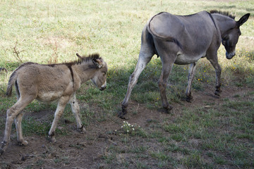 Mamma asino con cucciolo 