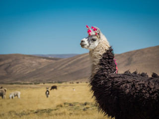 Llama 7 © Raphael Fortier M