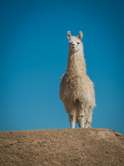 Llama 8