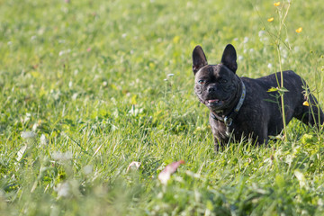 Obraz premium French bulldog happy on meadow brown