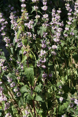 Knollen-Brandkraut (Phlomoides tuberosa, Syn. Phlomis tuberosa)