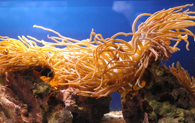Undersea world. Diving. Aquarium, aquarium, fish, corals, sharks, aquarium fish, algae