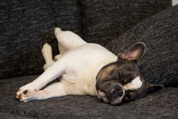 French bulldog sleeping on couch