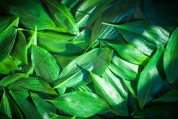 Fresh garden leaves lily valley organic gardening background - 216896225