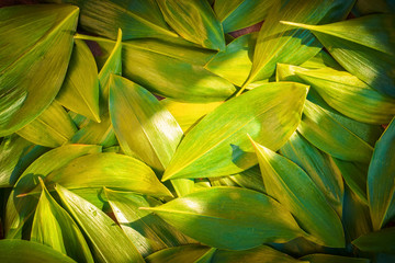 Fresh garden leaves lily valley organic gardening background