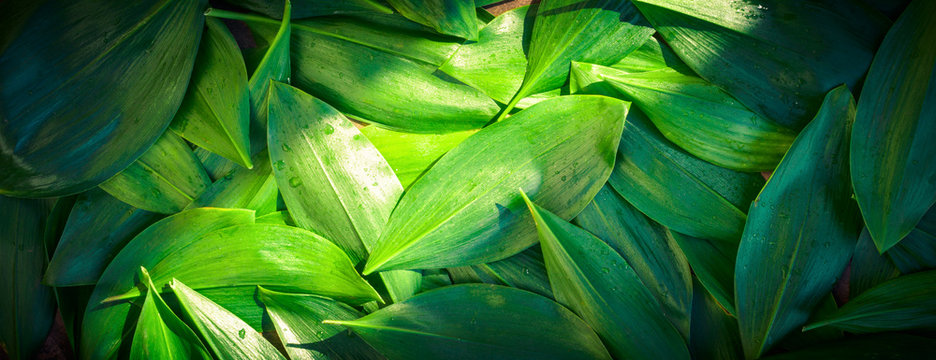 Fresh garden leaves lily valley organic gardening background