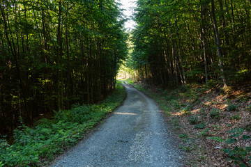Fototapeta premium Cycling in Nature Forest on a rainy day. Road in Forest nature. Green forest road. Nature. Road. Natural environment.