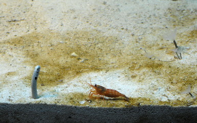 Undersea world. Diving. Aquarium, aquarium, fish, corals, sharks, aquarium fish, algae