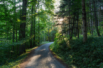Fototapeta premium Cycling in Nature Forest on a rainy day. Road in Forest nature. Green forest road. Nature. Road. Natural environment.