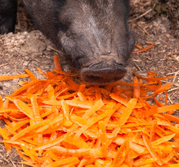 Schwein frisst Küchenabfälle II