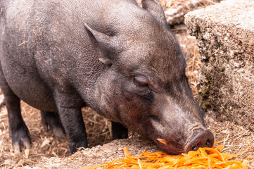 Schwein frisst Küchenabfälle IV