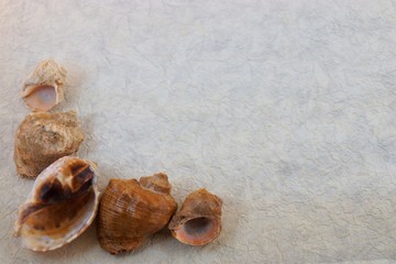 background seashells beautiful comfortable desired Wallpaper