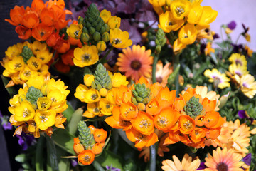 Many colorful flowers as a floral background