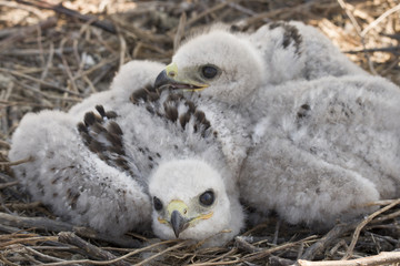 chicks of the steppe eagle in the nest © Shchipkova Elena