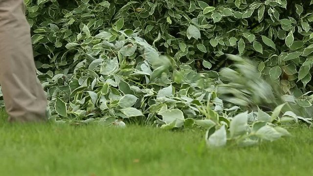 Gardener cleans cropped leaves with rake