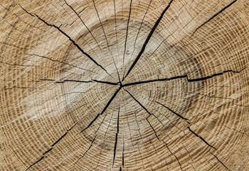 Fototapeta premium the texture of cutting a tree with cracks