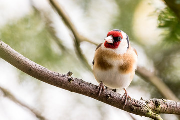 goldfinch