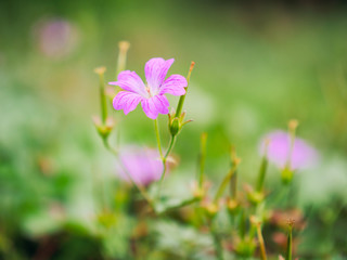 flower in the Summer garden,Northern Ireland