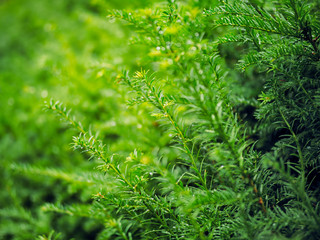 Green leaves in the Summer garden,Northern Ireland