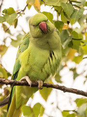 parakeet