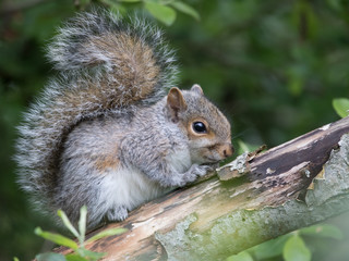 squirrel