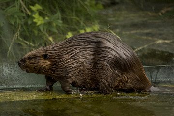 Eurasian beaver (Castor fiber) .