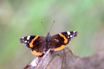 Fototapeta na wymiar Vanessa atalanta. Red Admiral Butterfly is sitting on the branch above blur green background on summer day closeup