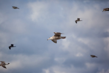 sea gulls fly against the background of a cloudy sky