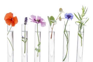 beautiful flowers on test tube in laboratory, scientist experiment on biology and chemistry on...