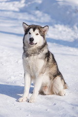 dog malamute for a walk in winter in a park in the snow