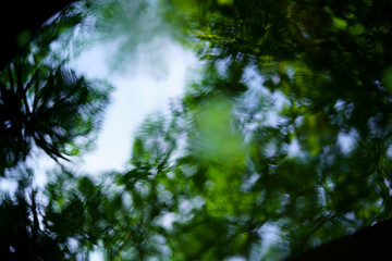 Fototapeta premium 水草