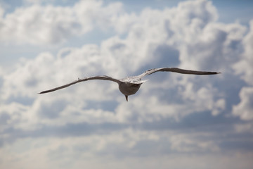 Fototapeta na wymiar a sea gull flies against a cloudy sky