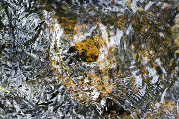 The swamp. Vegetation. Ecology.