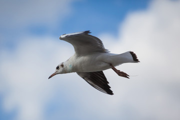 a sea gull flies against a cloudy sky
