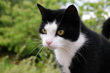 Black cat with a white muzzle close-up. Blurred background of a summer garden.