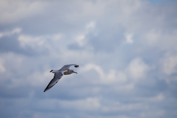 a sea gull flies against a cloudy sky