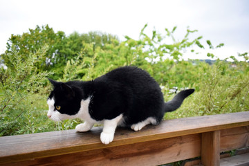 A black cat with a white face and white legs is sitting on wooden rails. Open summer terrace. Backdrop of a wet garden from the rain.