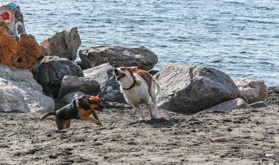 Two dogs in a playful mood at Perissa beach, Greece. 