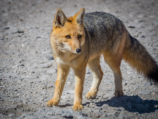 Fototapeta premium Fox 7