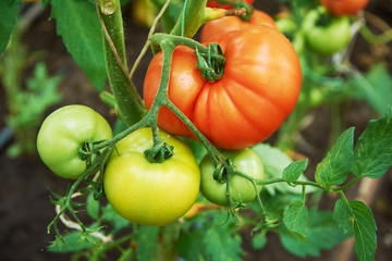 Beautiful red ripe tomatoes grow in a greenhouse.