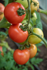 Beautiful red ripe tomatoes grow in a greenhouse.