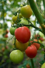 Beautiful red ripe tomatoes grow in a greenhouse.