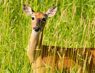 Doe in Grass