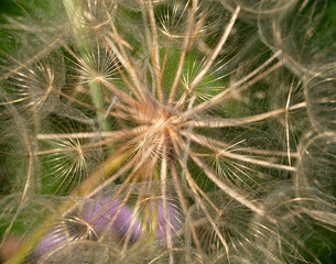 Seeding Dandelion