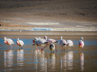 Naklejka premium Flamingos 13