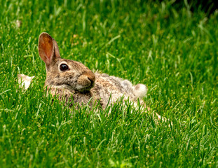 Rabbit Relaxing in Grass