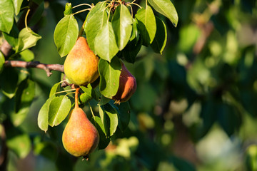 Branch of pear tree with fruit close