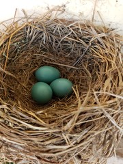 Robin eggs in a nest