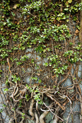 Wall plant texture