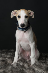Brown and White Whippet puppy